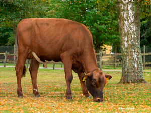 VRFIN PP, un taureau homozygote sans cornes pour les utilisateurs de génétique Rouge Scandinave !