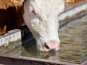 L’eau, premier aliment de la vache laitière !