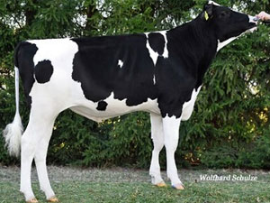 Des nouveaux taureaux Holstein disponibles en sexé !