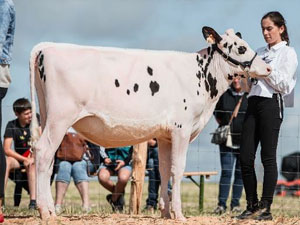 Week-end de show pour les éleveurs Holstein