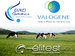 Génomique mâle Holstein : accès direct pour ELITEST