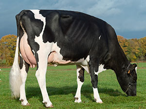 Deux nouveaux taureaux Holstein en attribution Fidélité 