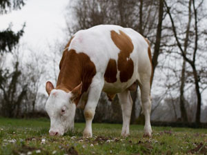 Nouveau taureau Simmental homozygote sans cornes