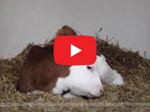 Vidéo - Témoignages sur l'élevage des veaux